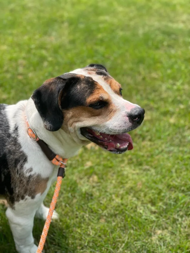 An adult medium-sized male Terrier dog named Rocco for adoption in Wintersville, OH