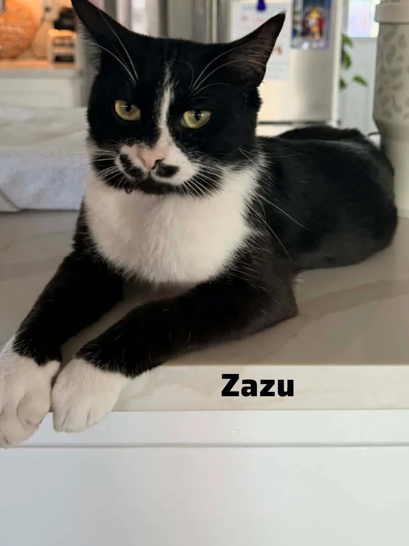 A young medium-sized male Black Domestic Short Hair cat named Zazu for adoption in Shrewsbury, MA