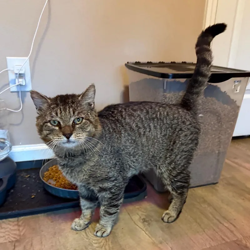 An adult large-sized male Brown / Chocolate Domestic Short Hair cat named Eggroll for adoption in Brownsboro, AL