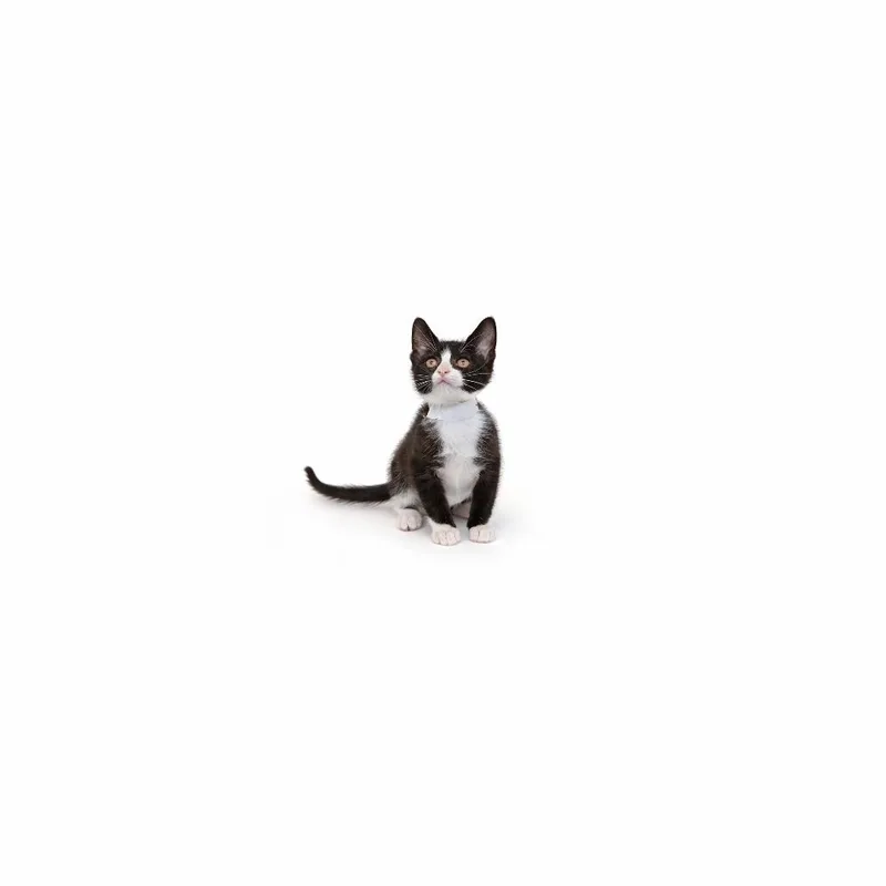 A baby small-sized female Black Domestic Short Hair cat named Cinnamon for adoption in Playa Vista, CA