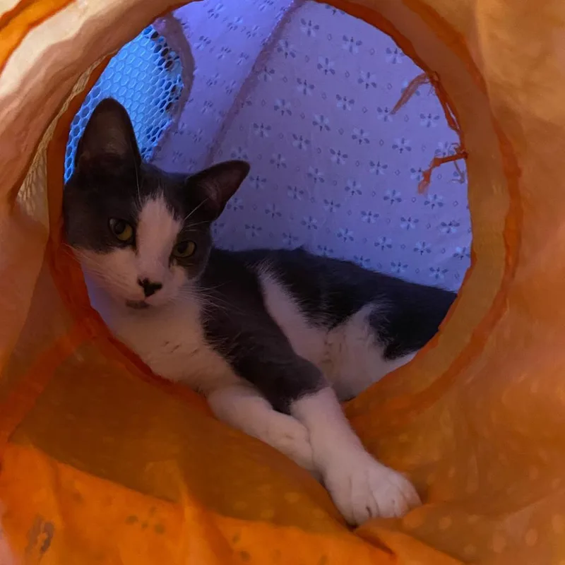 Holly Blue thumbnail 2