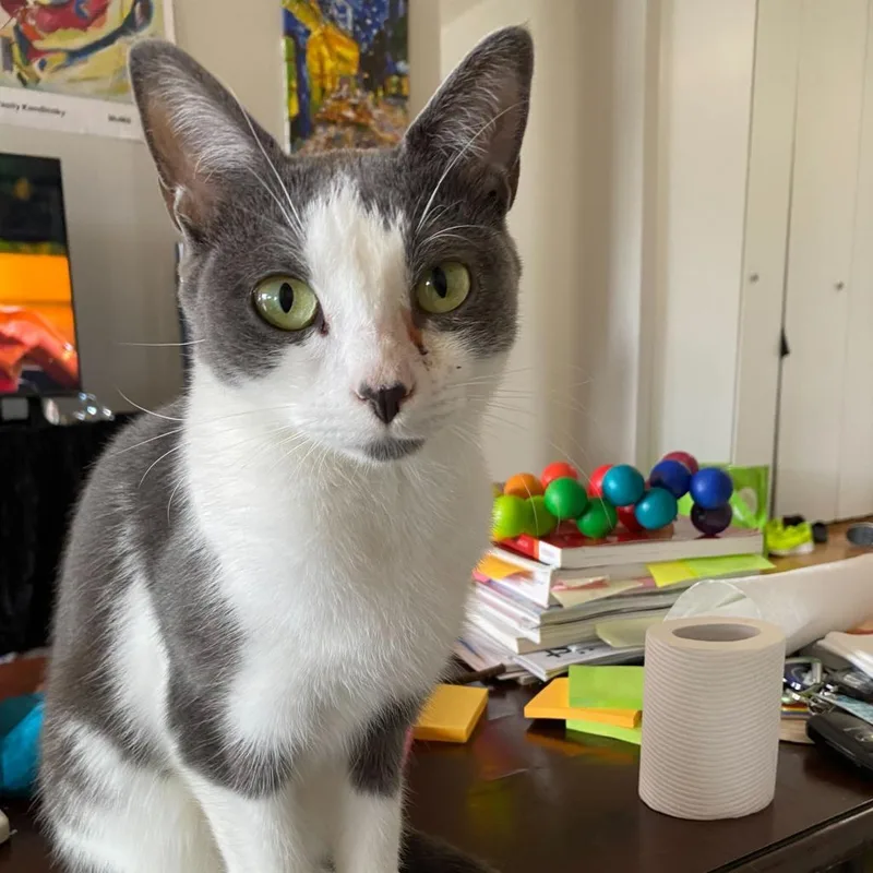 Holly Blue thumbnail 3