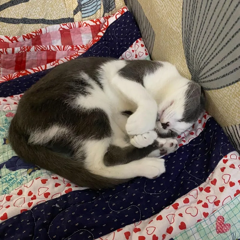 Holly Blue thumbnail 4