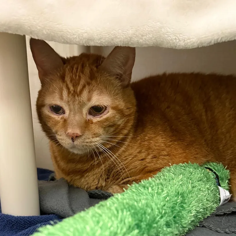 A senior extra large-sized male Orange / Red Domestic Short Hair cat named Poundcake for adoption in Mentor, OH
