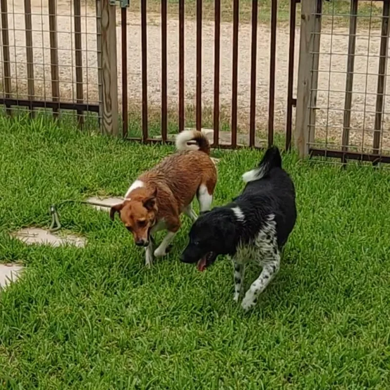 An adult medium-sized female Golden Basenji dog named Ginger and Mary Ann for adoption in Seguin, TX