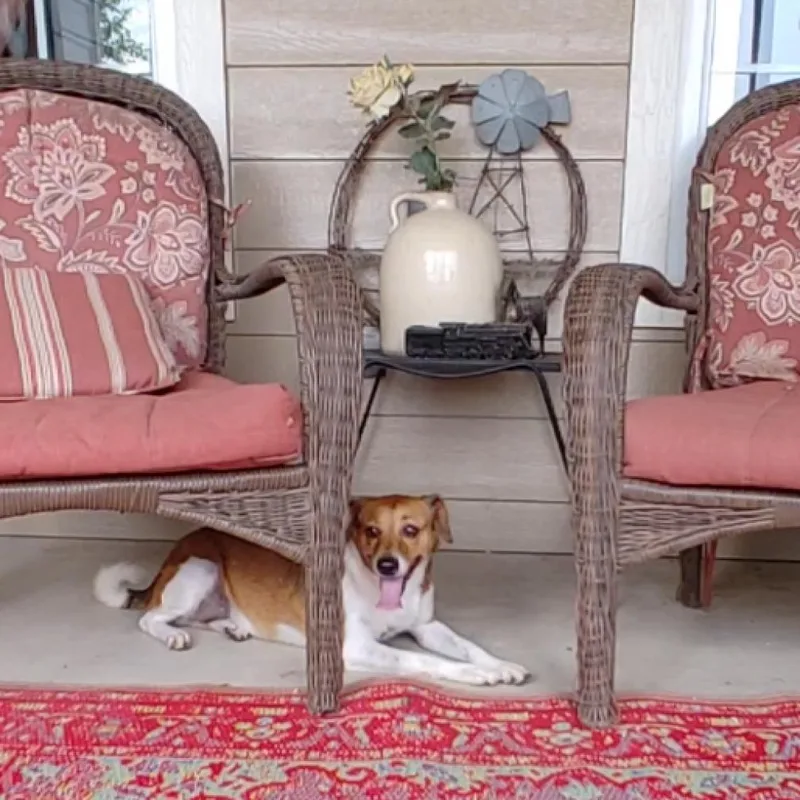 Ginger and Mary Ann thumbnail 2