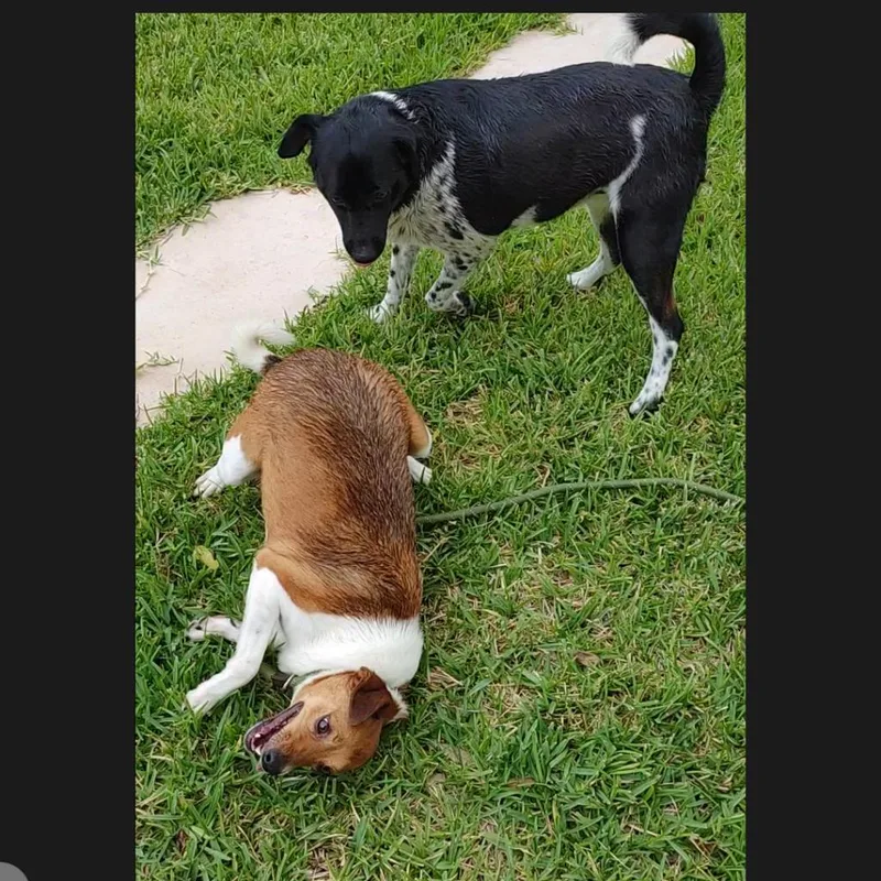 Ginger and Mary Ann thumbnail 5