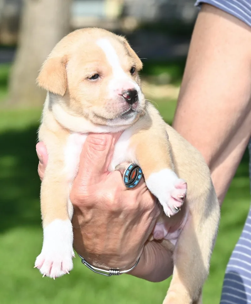 A baby medium-sized male Apricot / Beige Shepherd dog named Wesley for adoption in Georgetown, TX