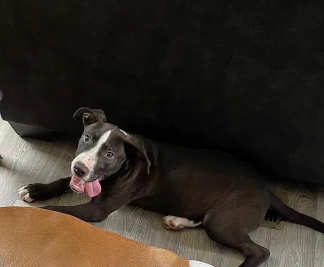 Hercules thumbnail 4