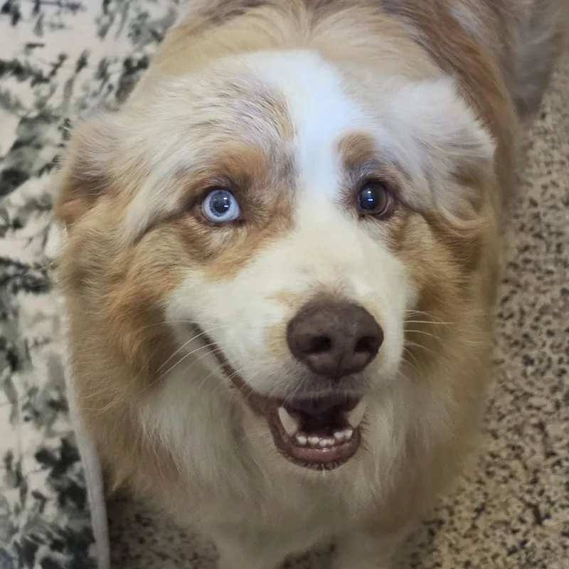 An adult large-sized male Merle (Red) Australian Shepherd dog named Sam for adoption in Aiken, SC