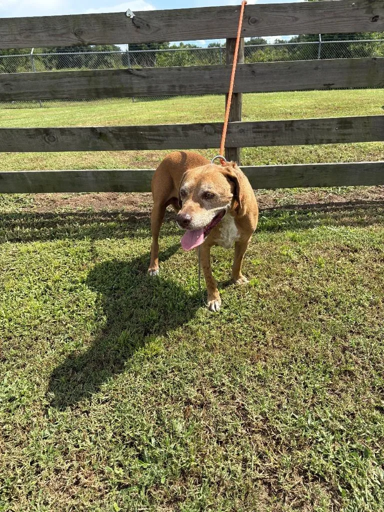A senior large-sized male Terrier dog named Bubbas for adoption in Wauchula, FL
