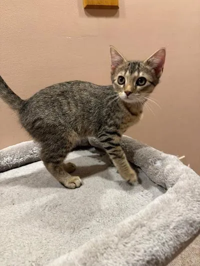 A baby medium-sized male Tabby (Gray / Blue / Silver) Domestic Short Hair cat named Caraway for adoption in Mokena, IL