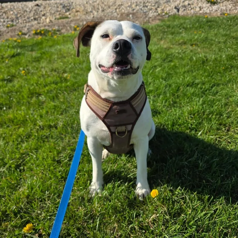 An adult medium-sized male White / Cream Mixed Breed dog named Sprout for adoption in Jackson, MO