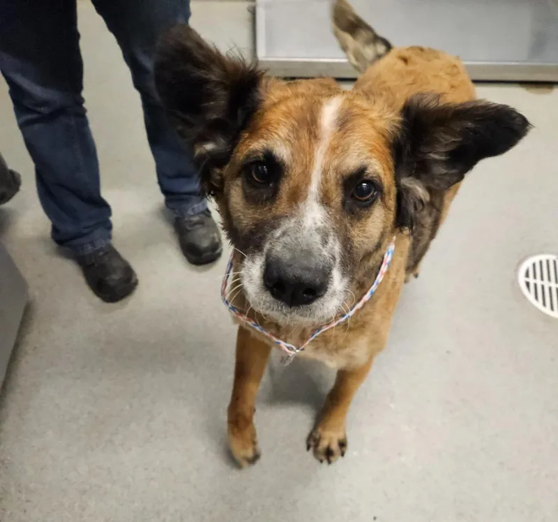 An adult large-sized female Australian Shepherd dog named Beverly for adoption in Bloomington, IN