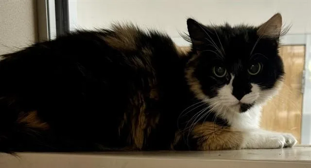 An adult medium-sized female Domestic Short Hair cat named Apricot for adoption in Pueblo, CO