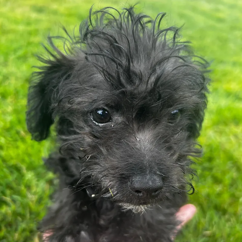A baby small-sized male Black Miniature Poodle dog named Bruno for adoption in Auburn, WA