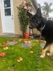 My Fair Lady  thumbnail 5