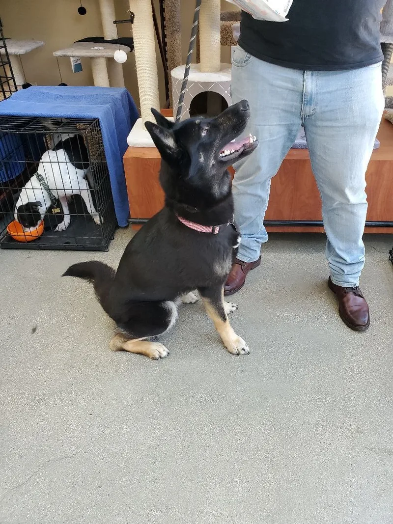 My Fair Lady  thumbnail 6