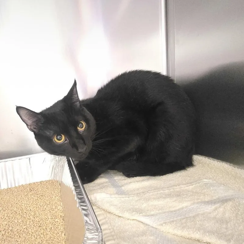 An adult medium-sized male Black Domestic Short Hair cat named Spirit for adoption in Asheville, NC