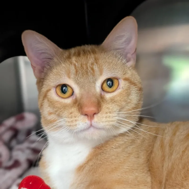 Marmalade