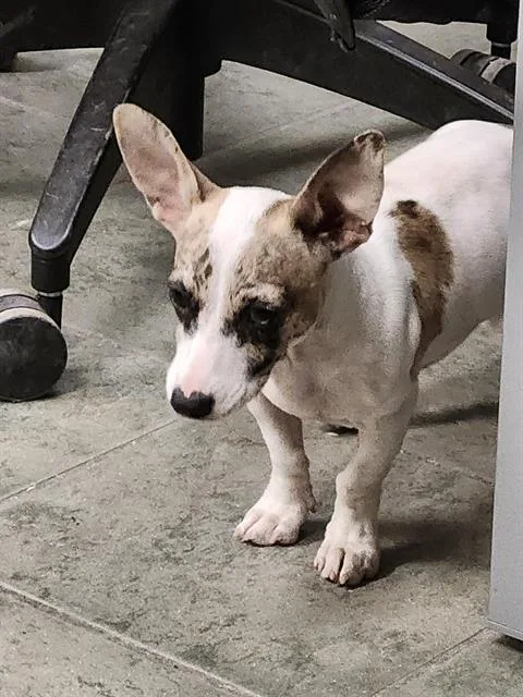 A baby small-sized male Chihuahua dog named Huey for adoption in San Antonio, TX