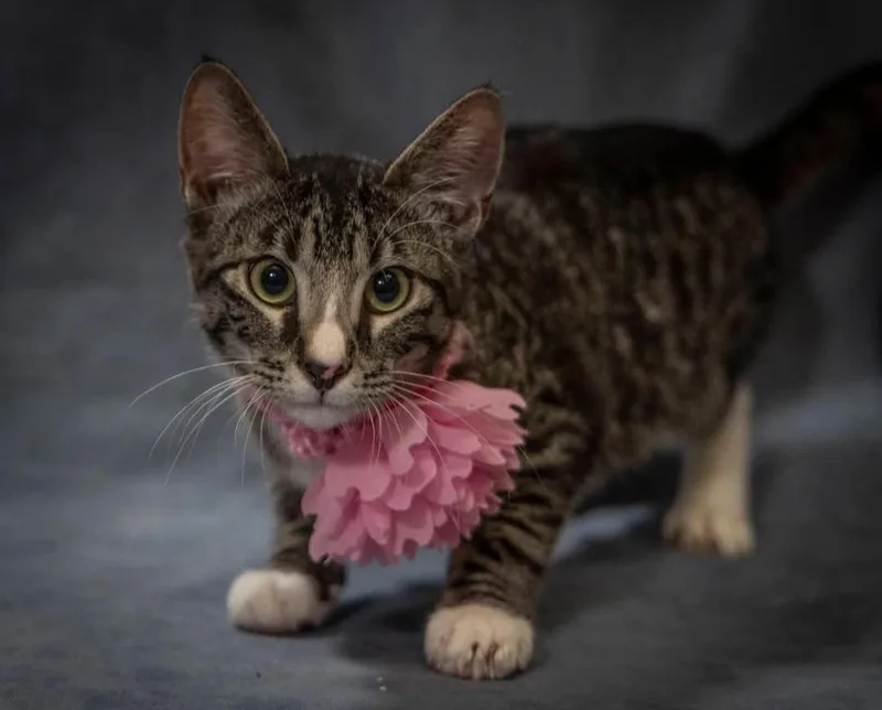 A baby medium-sized male Domestic Short Hair cat named Ion for adoption in Scottsdale, AZ