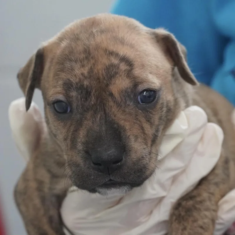 A baby small-sized female Brown / Chocolate Hound dog named Miami Puppy  Geraldine for adoption in Fairfax Station, VA