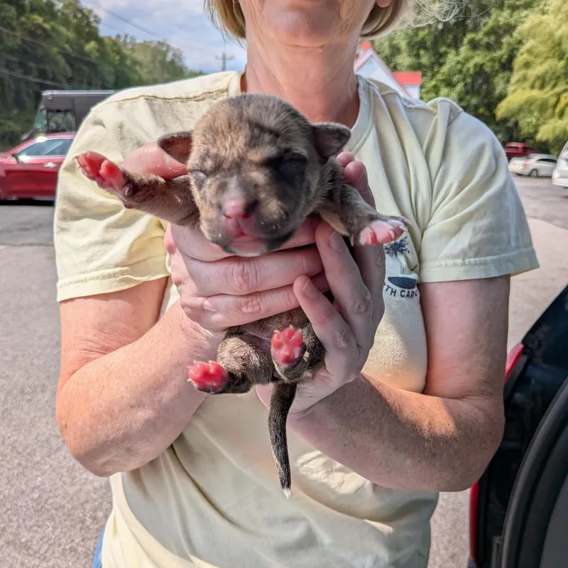 Miami Puppy  Geraldine thumbnail 2