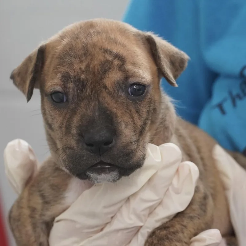 Miami Puppy  Geraldine thumbnail 3