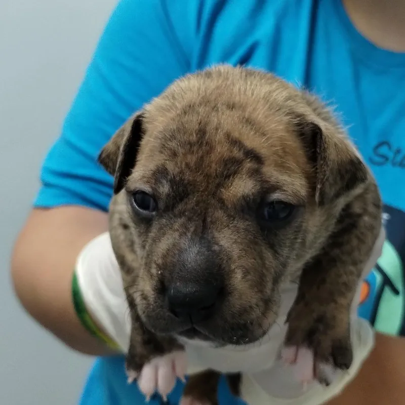 Miami Puppy  Geraldine thumbnail 4