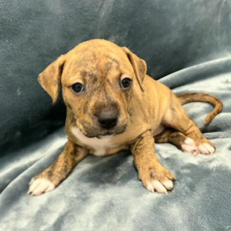 Miami Puppy  Geraldine thumbnail 5