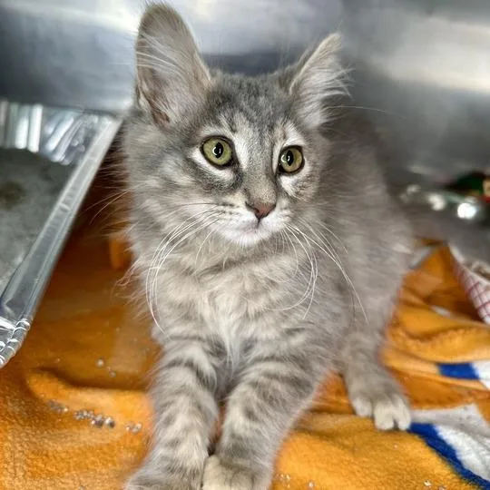 A baby small-sized female Torbie Domestic Medium Hair cat named Juniper for adoption in Matteson, IL