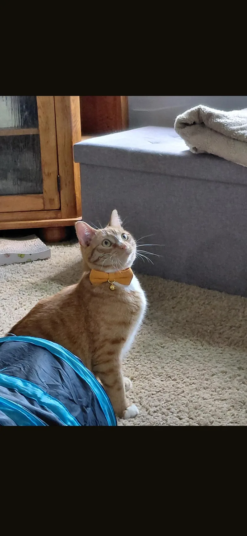 An adult large-sized male Orange & White Domestic Short Hair cat named Paul for adoption in Waterloo, IA