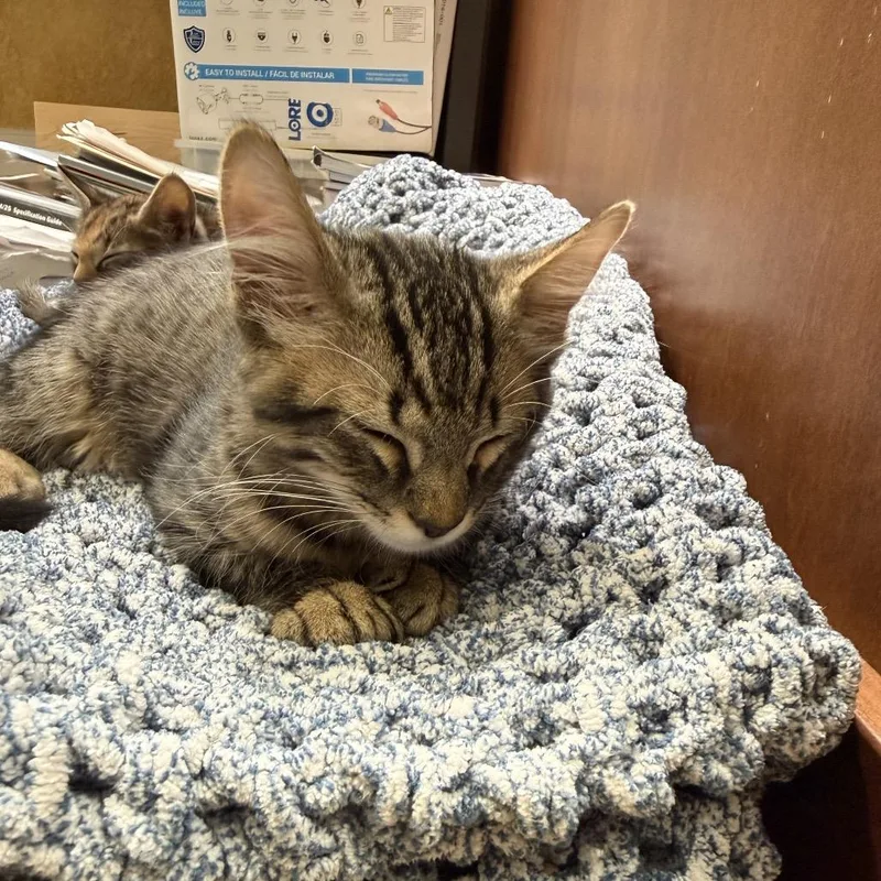A baby small-sized male Brown / Chocolate Domestic Short Hair cat named Travis for adoption in Port Richey, FL