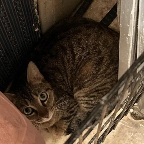 An adult medium-sized female Gray / Blue / Silver Domestic Short Hair cat named Aliza for adoption in League City, TX