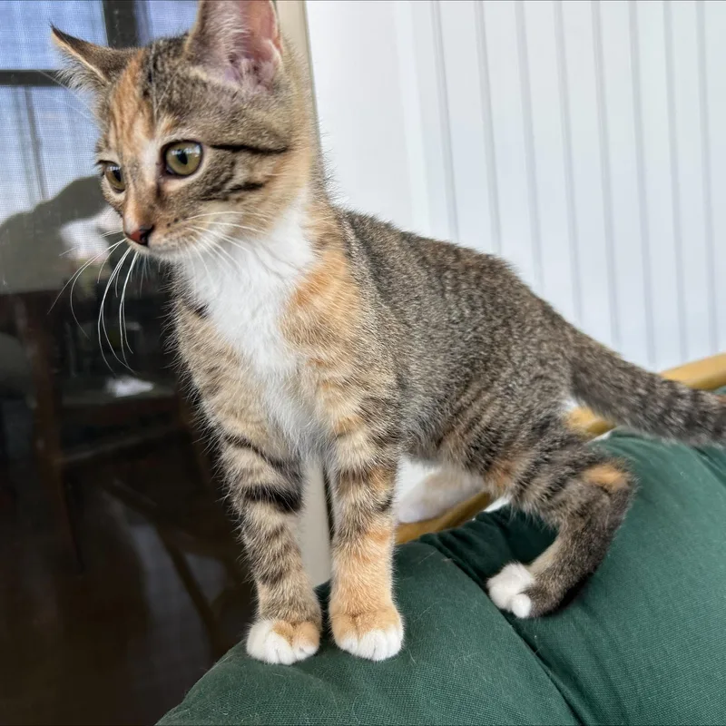 A baby small-sized female Tabby (Tiger Striped) Domestic Short Hair cat named Amethyst for adoption in Hudsonville, MI