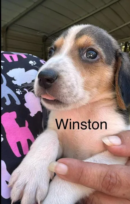 A baby medium-sized male Tricolor (Brown, Black, & White) Hound dog named Winston for adoption in Eutawville, SC