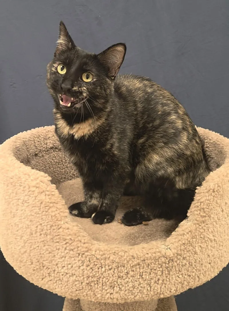 A young medium-sized female Tortoiseshell Domestic Short Hair cat named Penny for adoption in Red Wing, MN