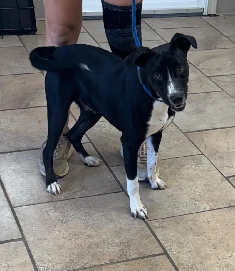 A baby medium-sized male Mixed Breed dog named Hawk for adoption in Batesville, AR