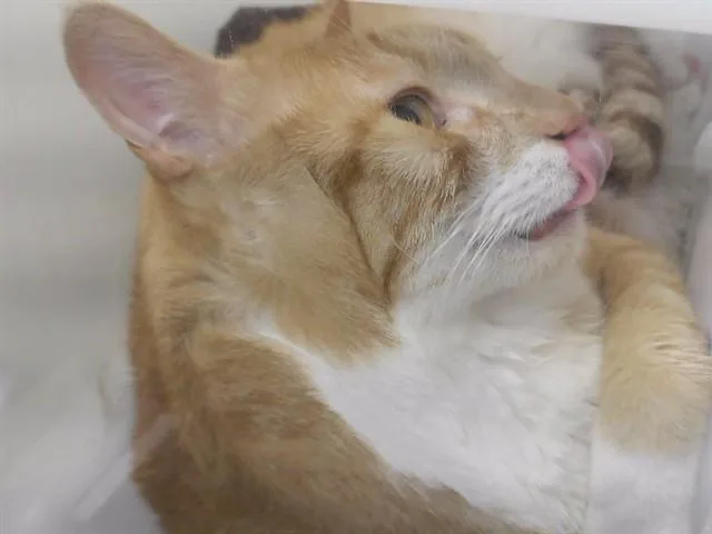 An adult small-sized male Domestic Short Hair cat named Billy for adoption in Omaha, NE