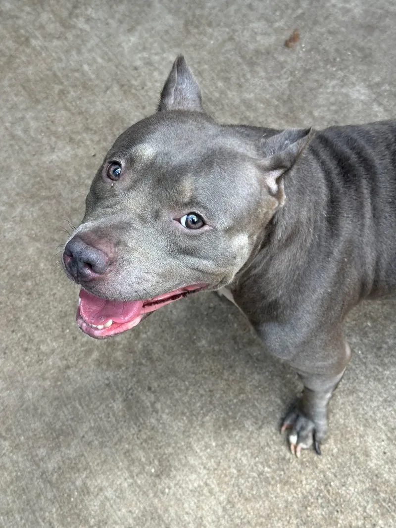An adult medium-sized female Gray / Blue / Silver Pit Bull Terrier dog named Calligraphy for adoption in Chicago, IL