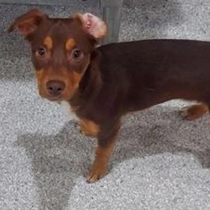 A young small-sized male Tricolor (Brown, Black, & White) Miniature Pinscher dog named Brad for adoption in Lake Havasu City, AZ