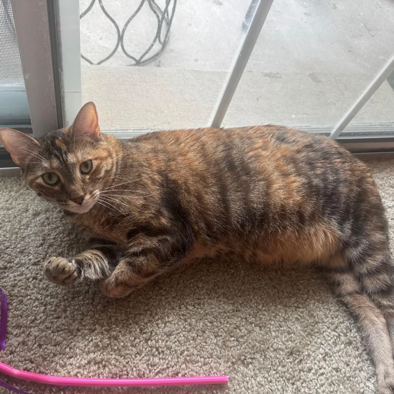 An adult large-sized female Domestic Short Hair cat named Mocha for adoption in Evansville, IN