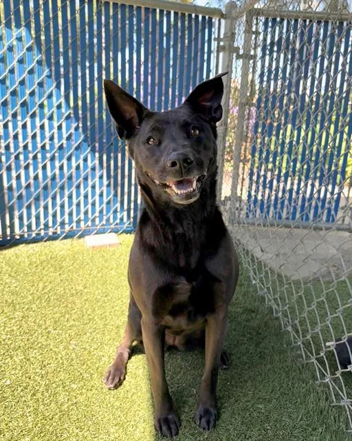 An adult medium-sized female Labrador Retriever dog named Bella for adoption in Chula Vista, CA