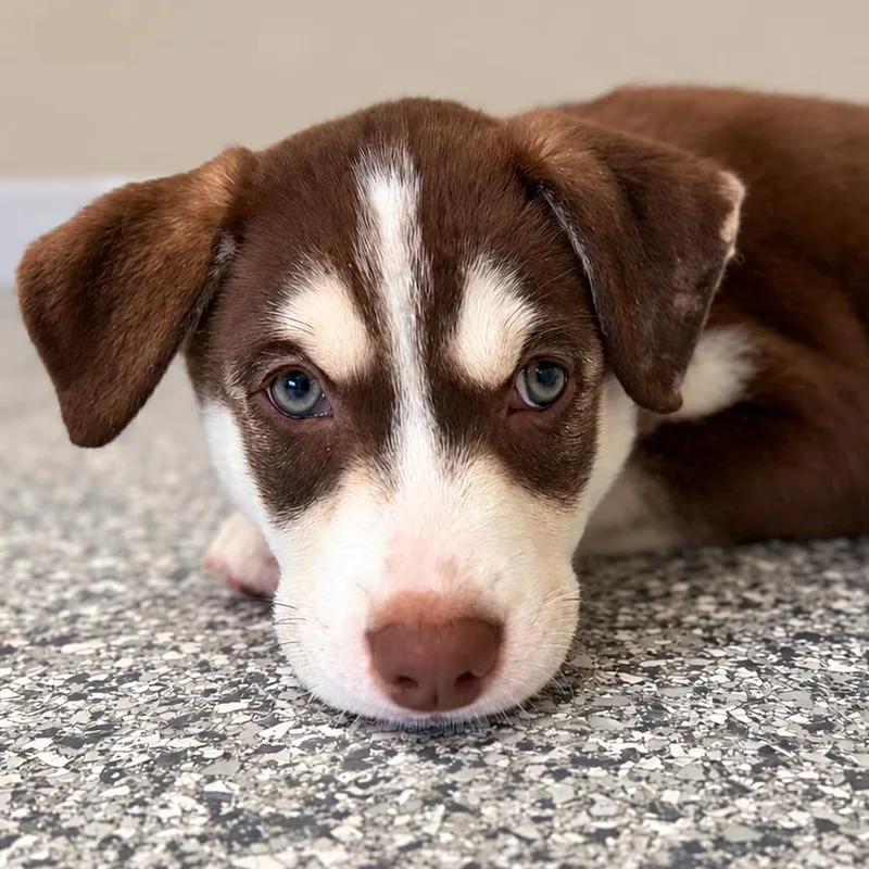 A baby medium-sized male Husky dog named Rio for adoption in Crystal, MN