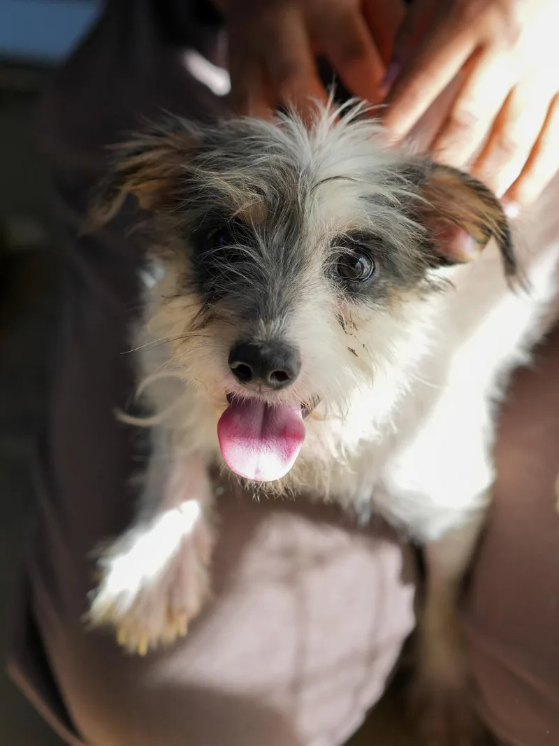 An adult small-sized female Tricolor (Brown, Black, & White) Terrier dog named Hops for adoption in Fresno, CA