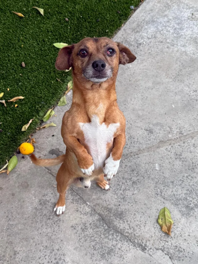 An adult small-sized male Dachshund dog named Wally for adoption in Los Angeles, CA