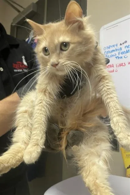 A young medium-sized female Domestic Long Hair cat named Pamela for adoption in Redlands, CA