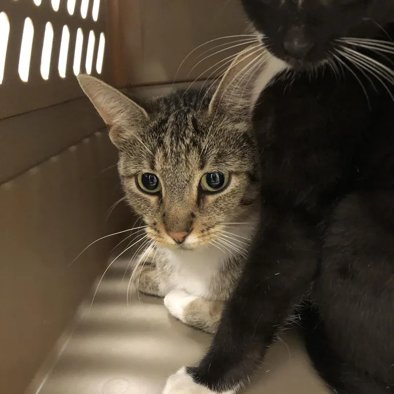 A young medium-sized female Brown / Chocolate Domestic Short Hair cat named Ladybug for adoption in Oak Park, IL