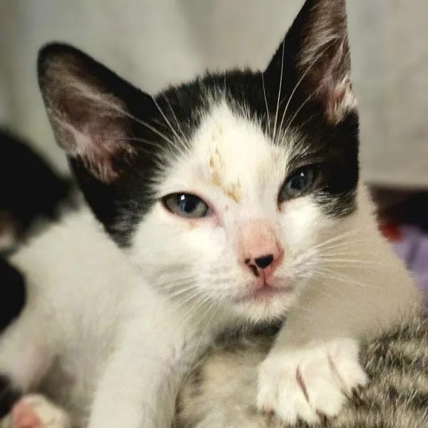A baby small-sized male Domestic Short Hair cat named Messi for adoption in Oakland, CA